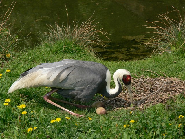 ZOO20060506133331.jpg