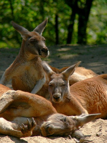 ZOO20060512144132.jpg