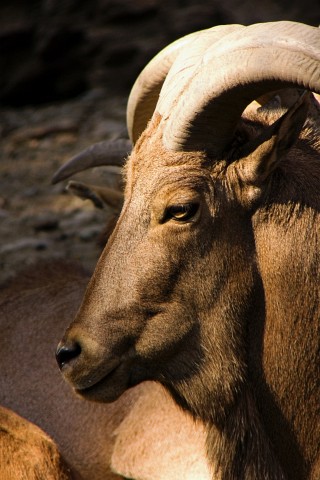 ZOO20060909141342.jpg