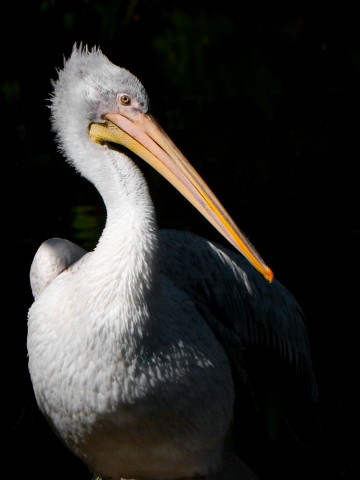 ZOO20060909144151.jpg