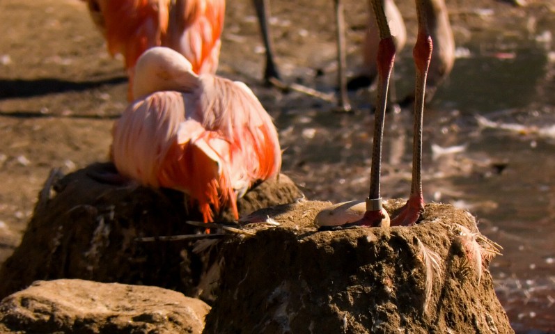 ZOO20060909150812.jpg